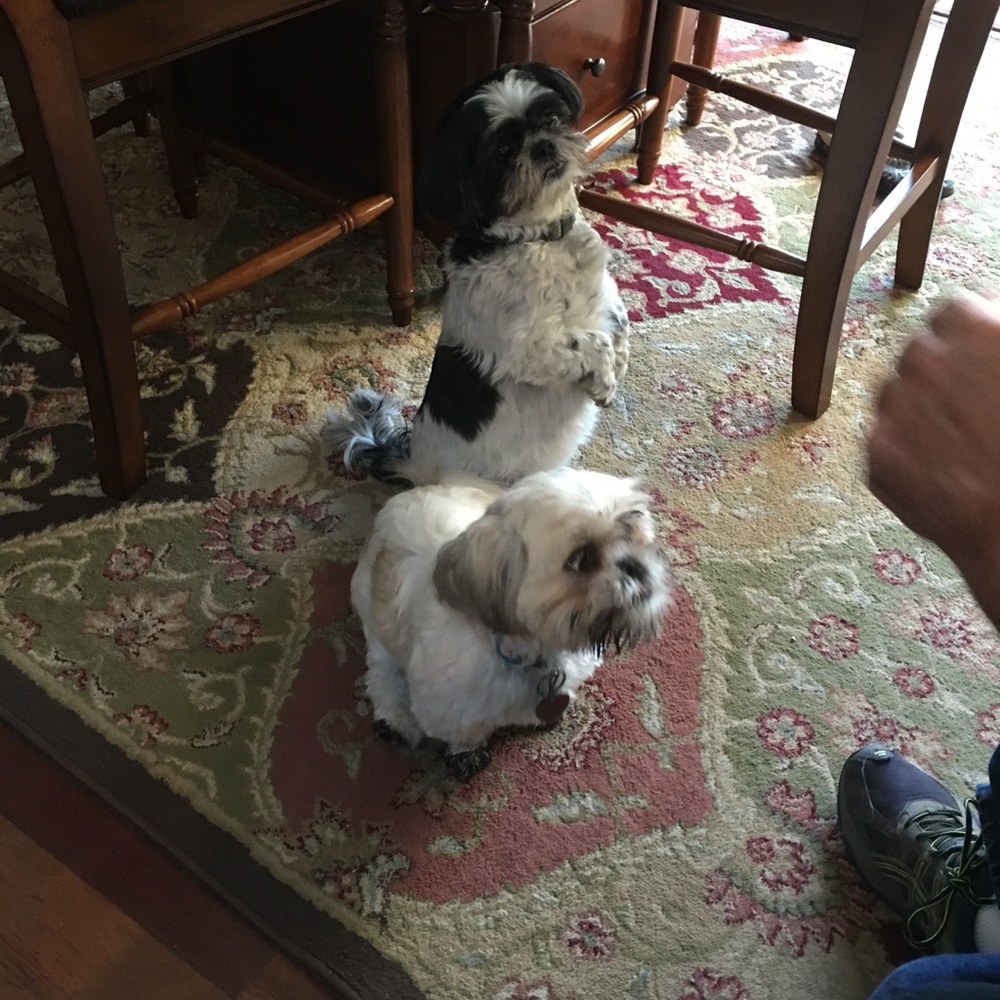 Meet your Posher, Sandy